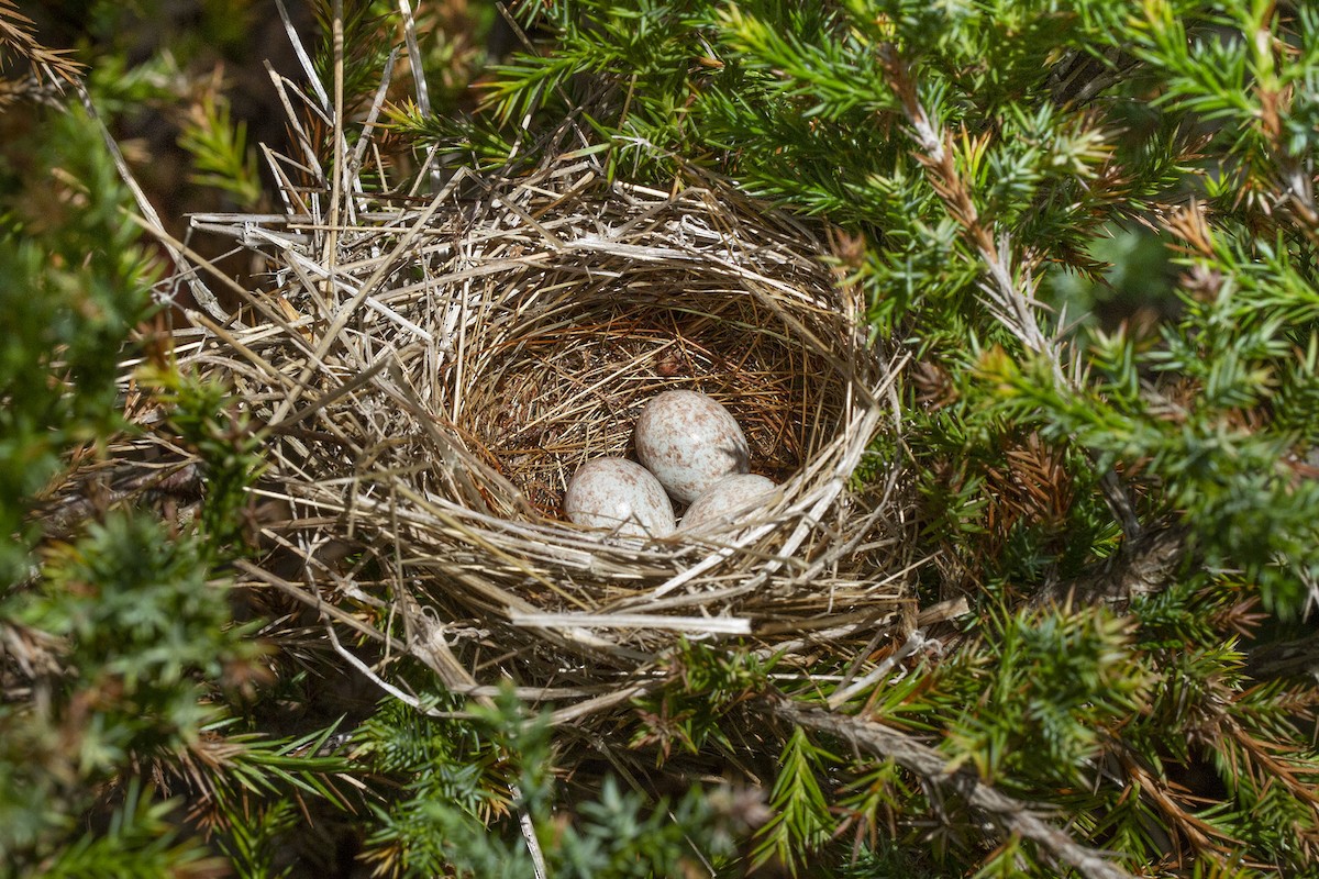 Field Sparrow - ML238859931