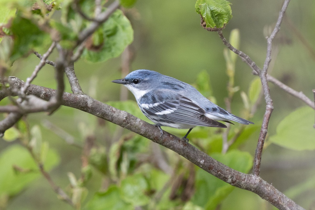 Blauwaldsänger - ML238863071