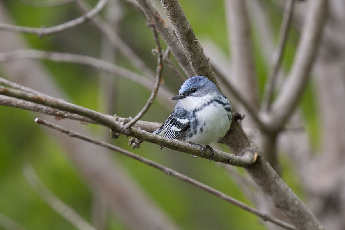 Blauwaldsänger - ML238864001