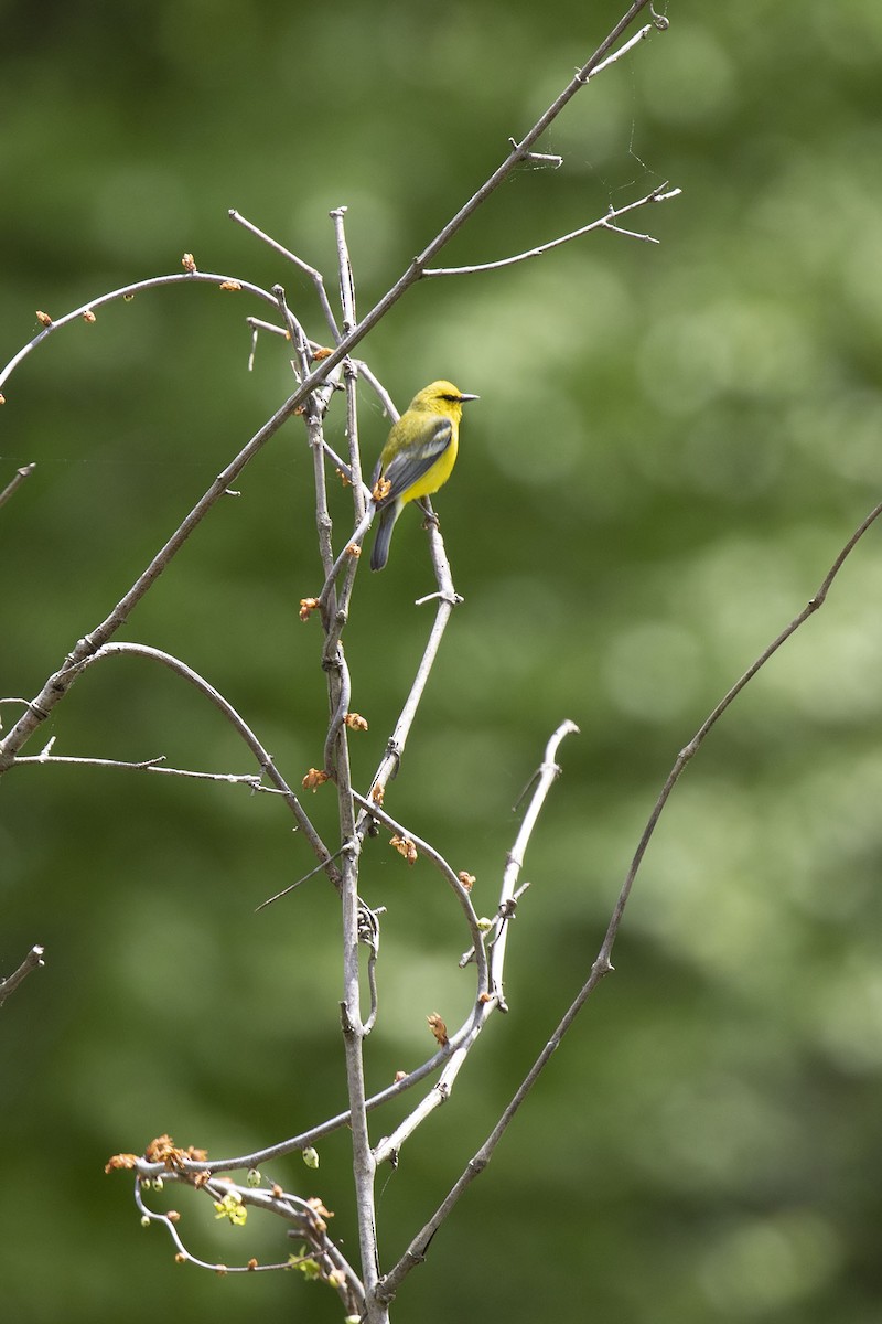 Blauflügel-Waldsänger - ML238864761