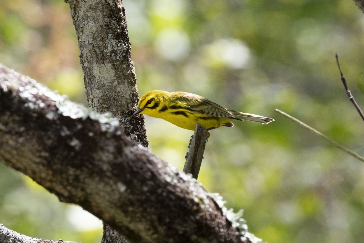 Prairie Warbler - ML238865071