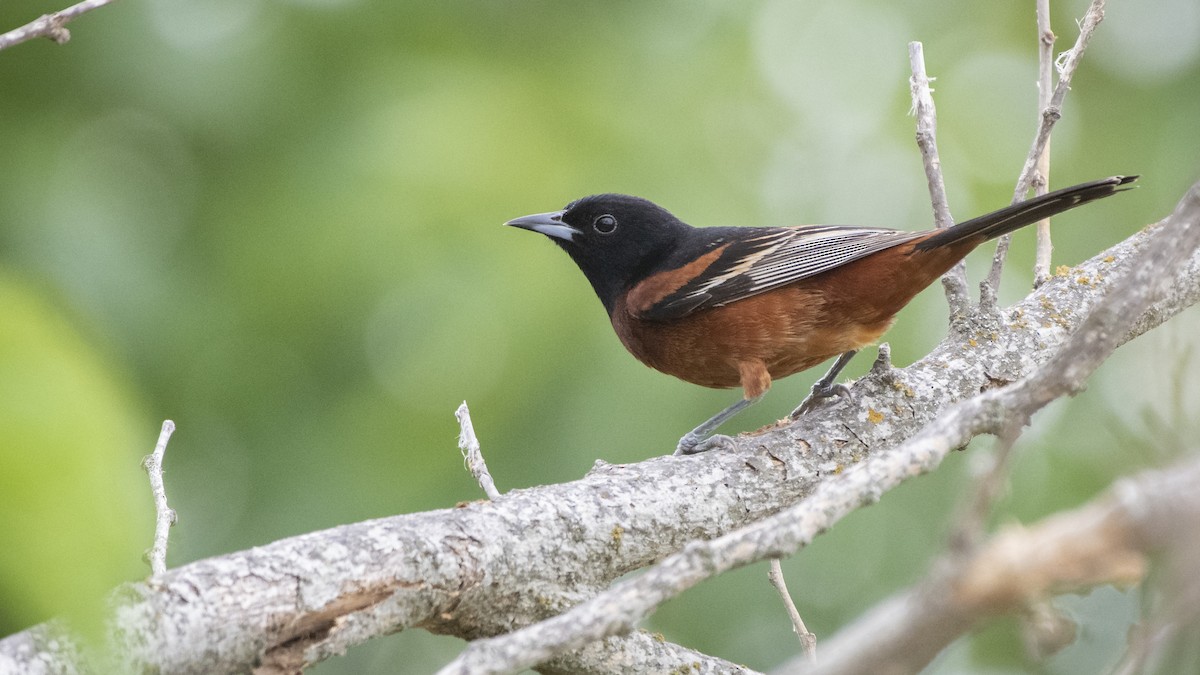 Orchard Oriole - ML238868701