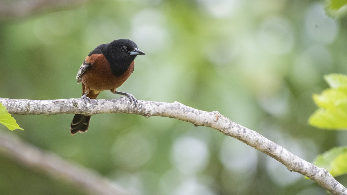 Orchard Oriole - Bryan Calk
