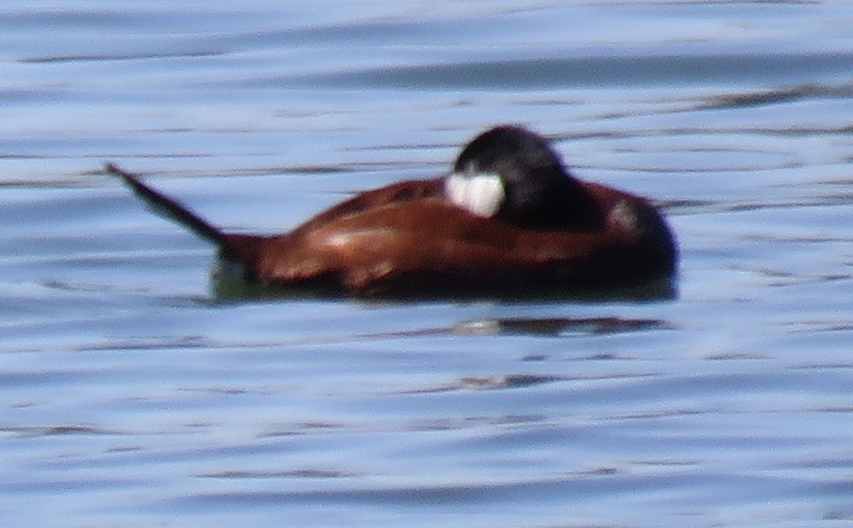 Ruddy Duck - ML238870351