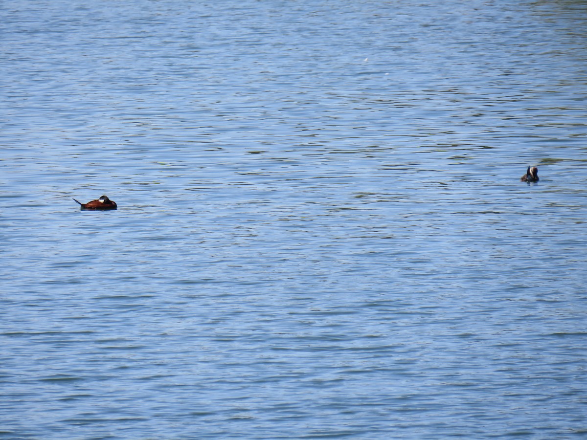 Ruddy Duck - ML238870391