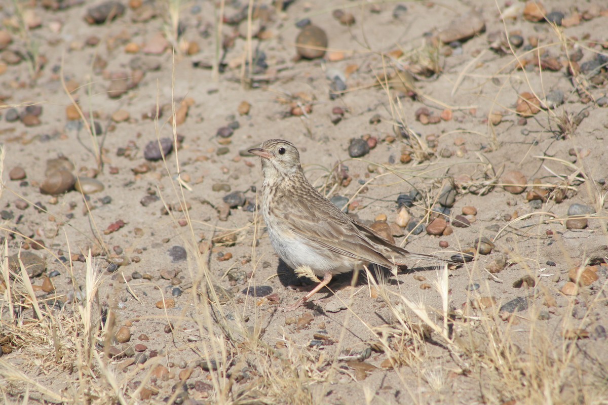 Correndera Pipit - ML238870971