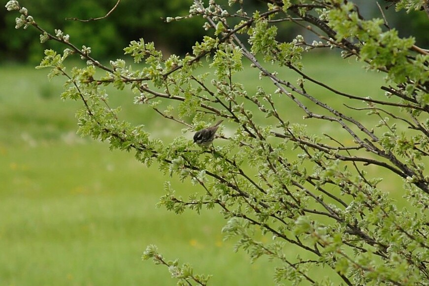 Black-throated Gray Warbler - Ryan Williamson