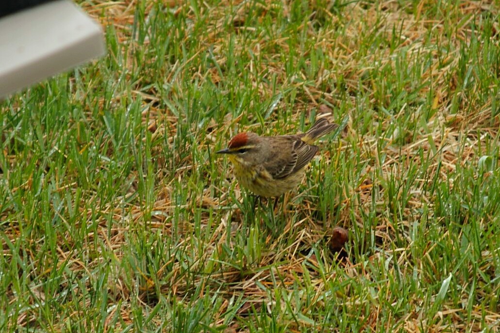 Palm Warbler - Ryan Williamson