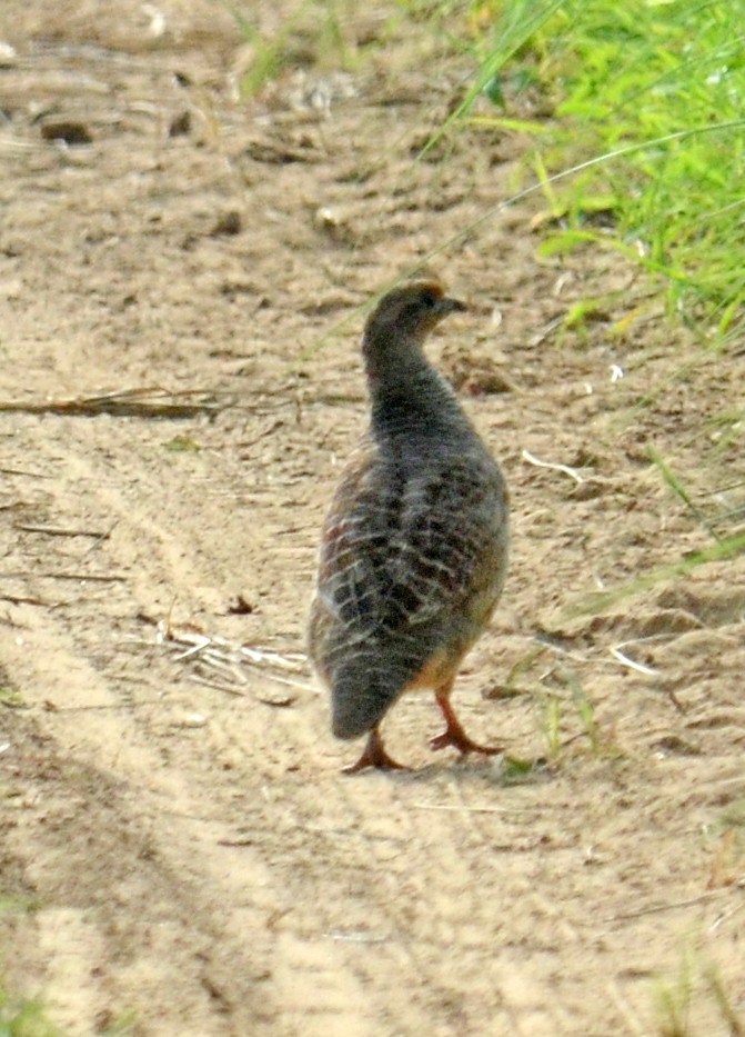 Gray Francolin - ML238874491