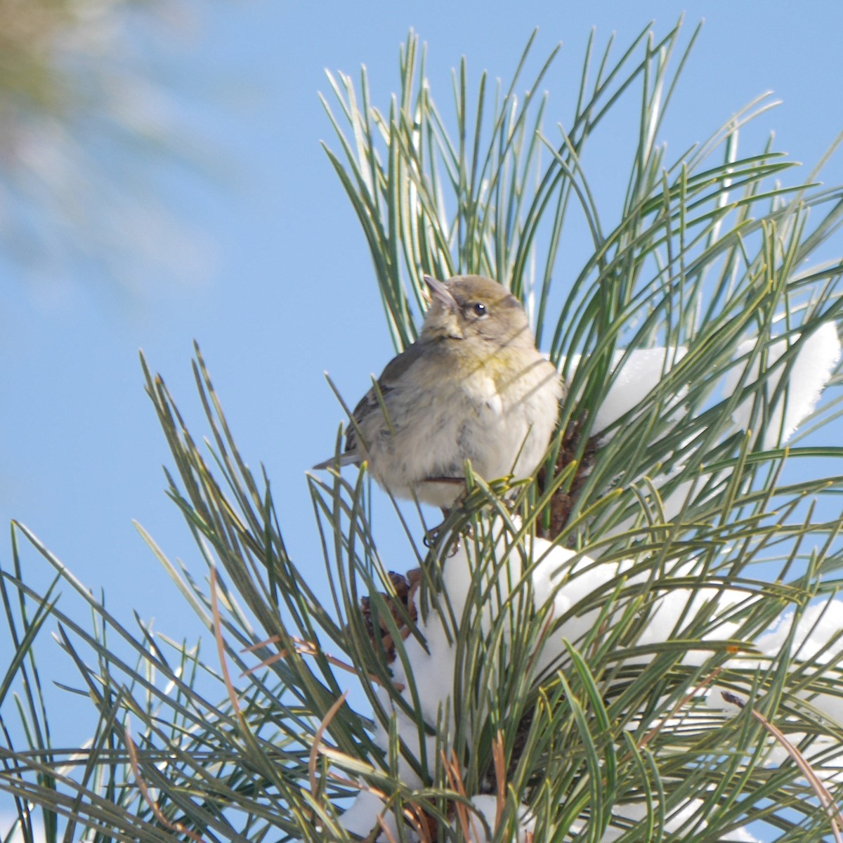 Pine Warbler - ML238874821