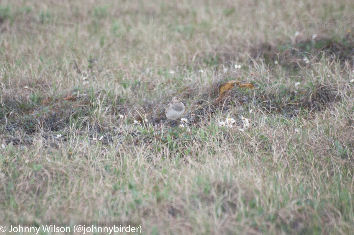 Pectoral Sandpiper - ML238875991