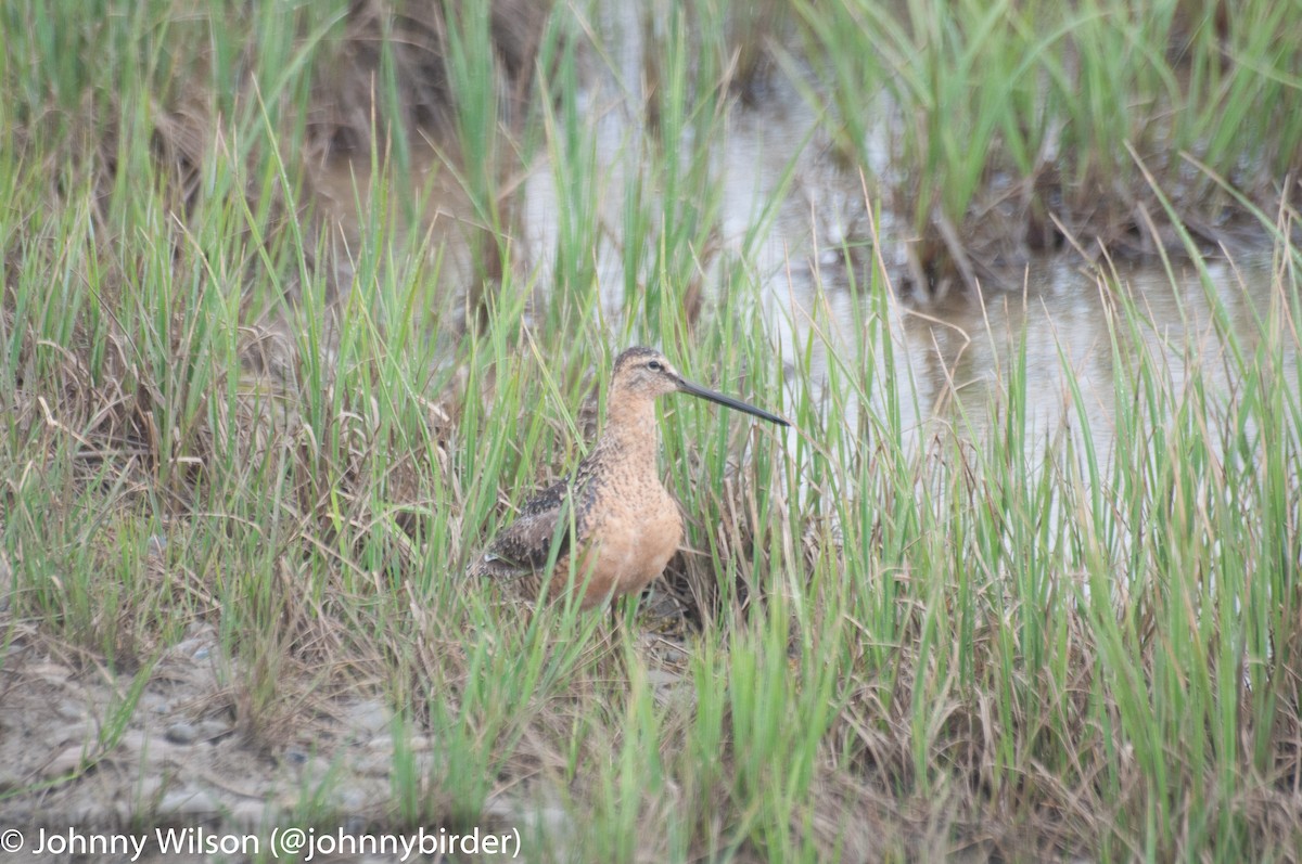 Long-billed Dowitcher - ML238876021