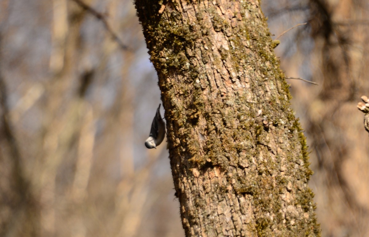 White-breasted Nuthatch - ML23887751