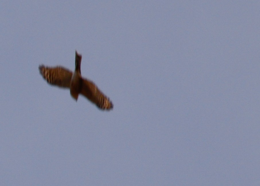 Sharp-shinned Hawk - ML23887761