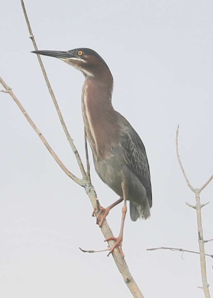 Green Heron - ML238877681