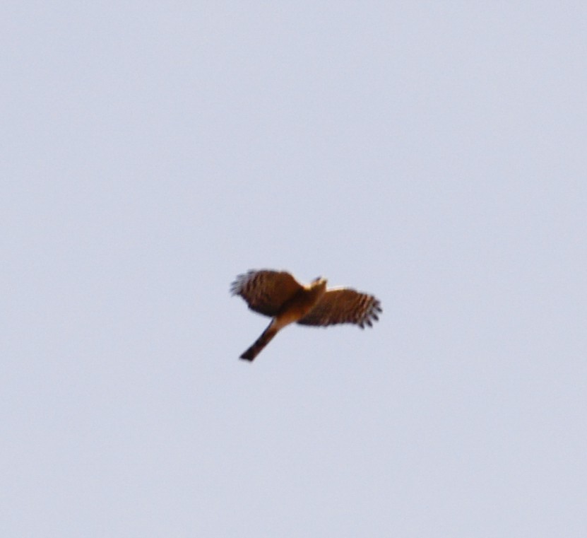 Sharp-shinned Hawk - ML23887781