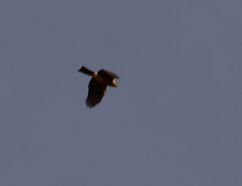 Sharp-shinned Hawk - Josh Blackmon