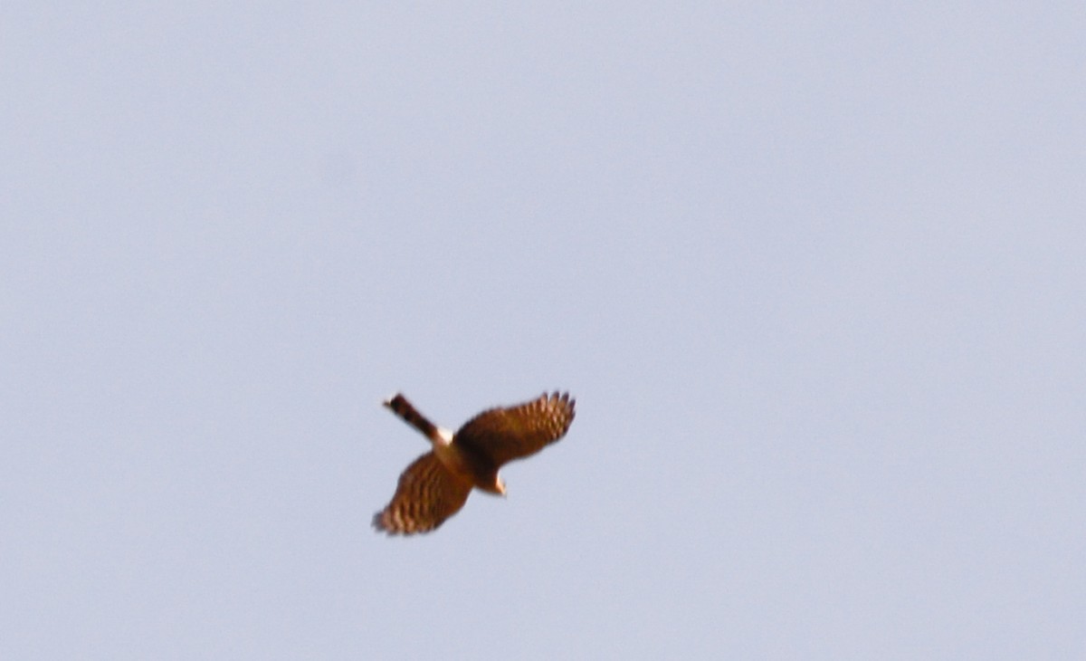 Sharp-shinned Hawk - ML23887801