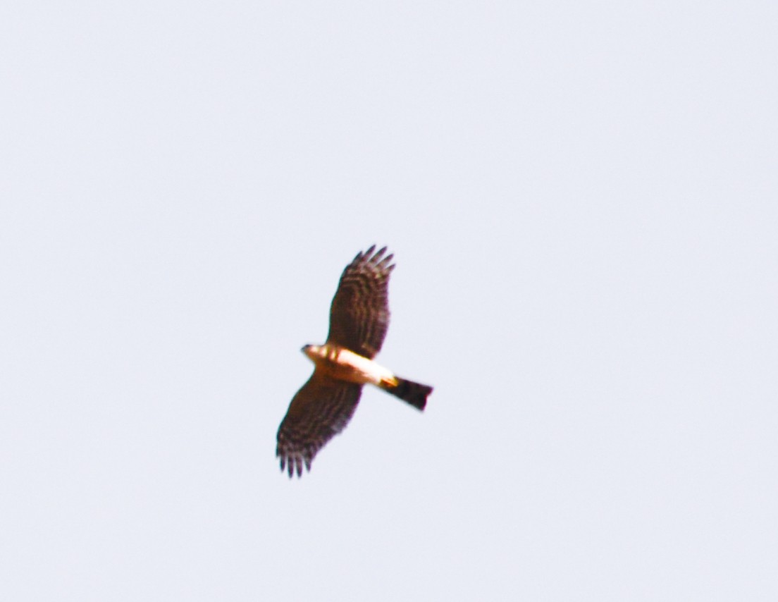 Sharp-shinned Hawk - ML23887811