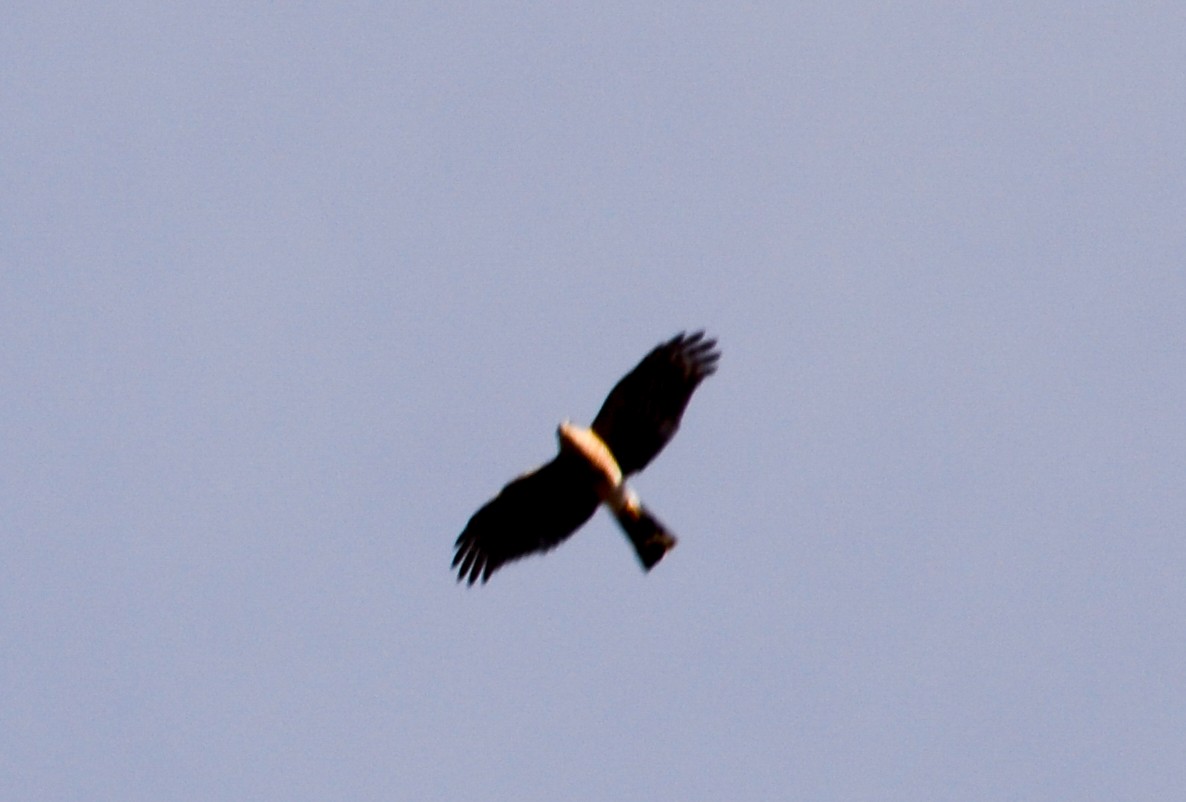 Sharp-shinned Hawk - ML23887821