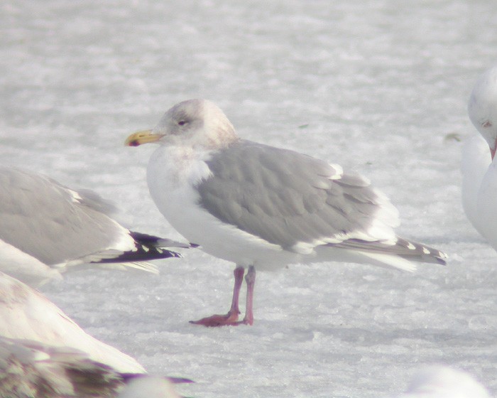 Glaucous-winged Gull - ML238878351