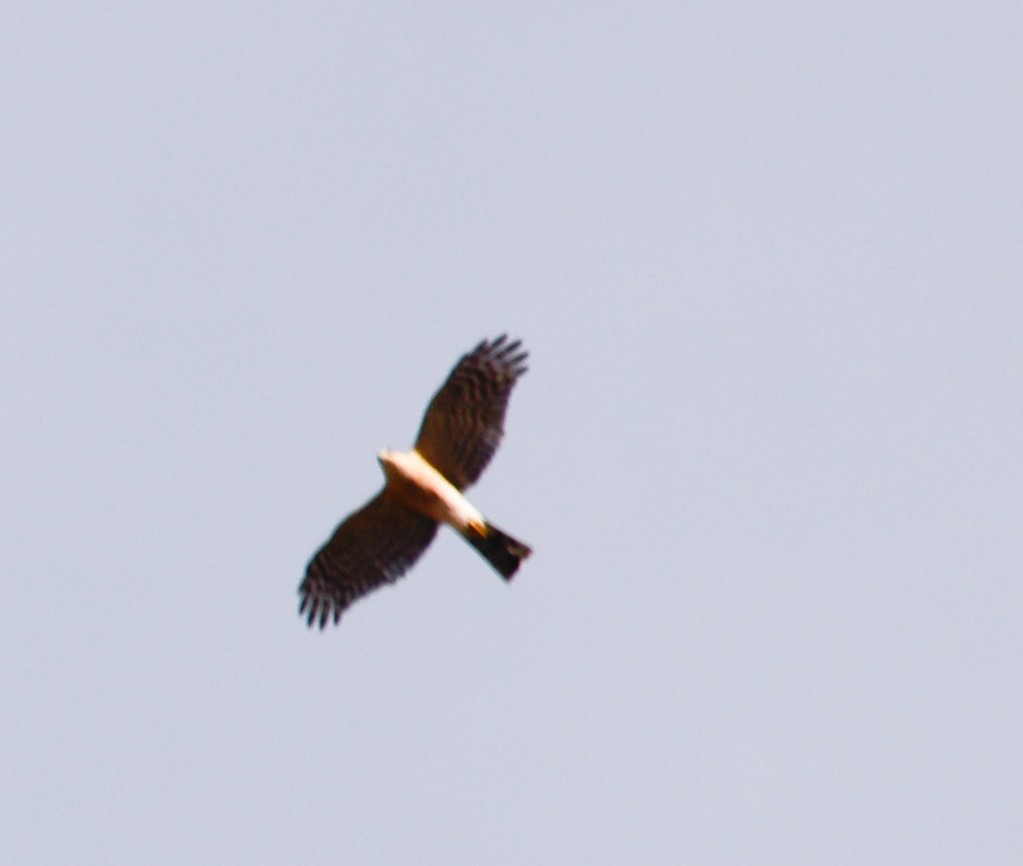 Sharp-shinned Hawk - ML23887841