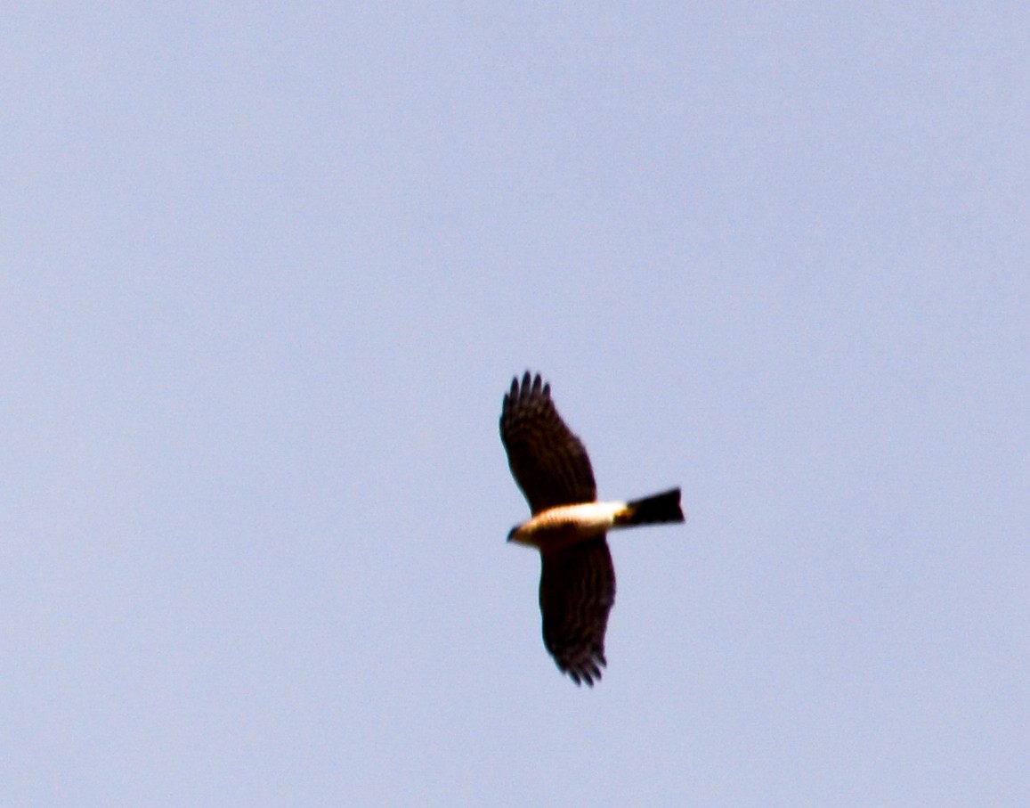 Sharp-shinned Hawk - ML23887851