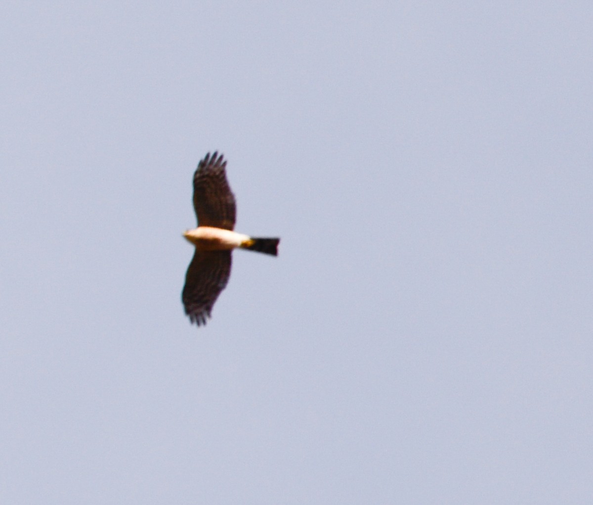 Sharp-shinned Hawk - ML23887861
