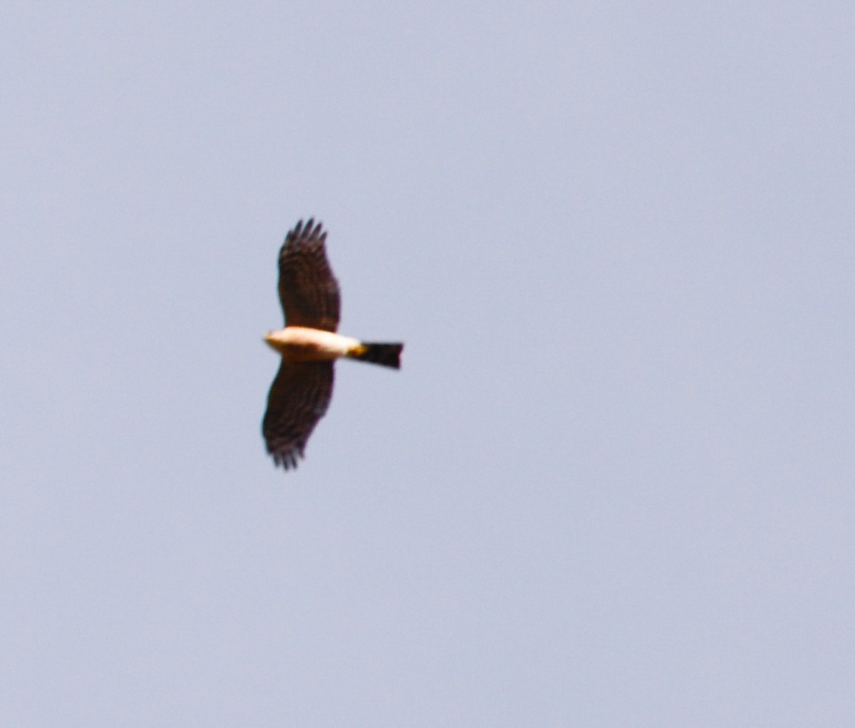 Sharp-shinned Hawk - ML23887861