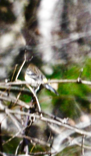 Yellow-rumped Warbler - ML23887871