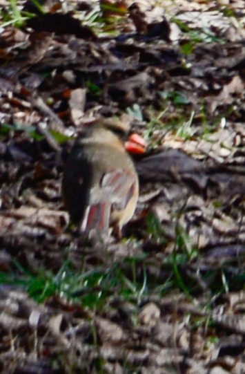 Northern Cardinal - ML23887891