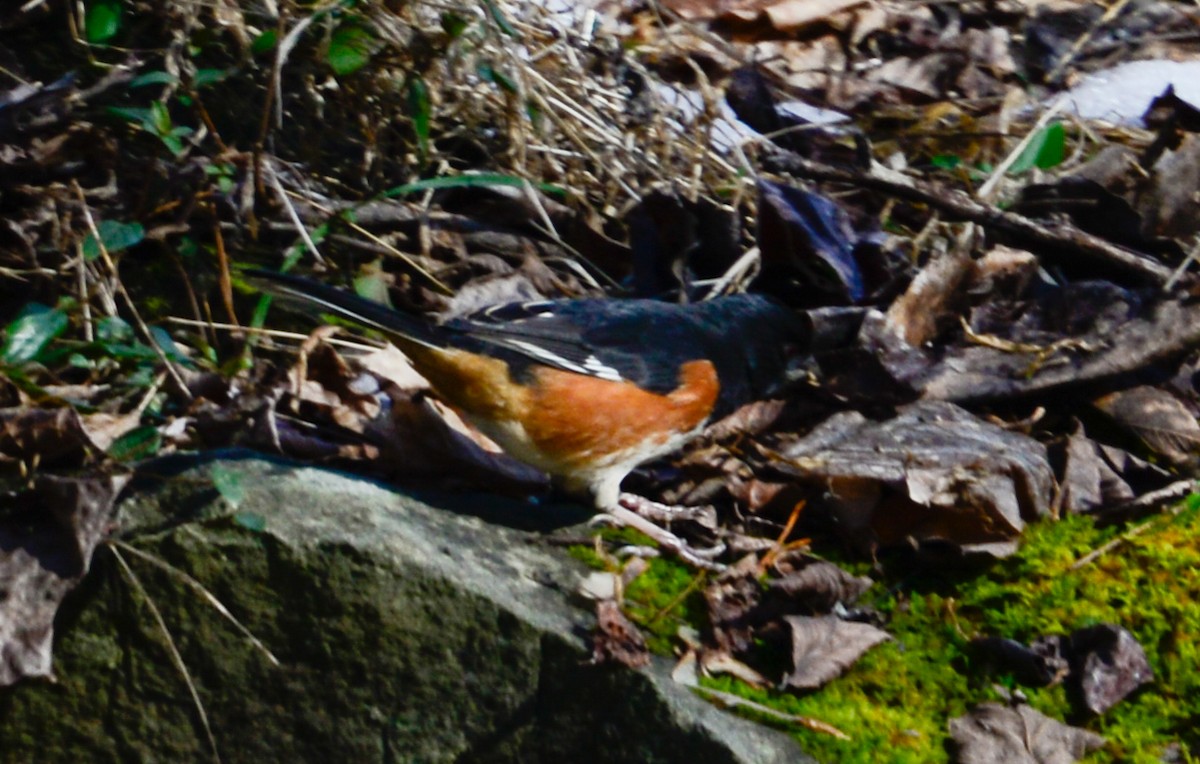 Eastern Towhee - Josh Blackmon