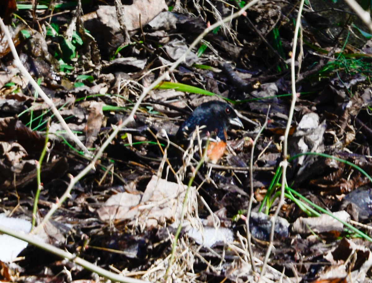 Eastern Towhee - ML23887941