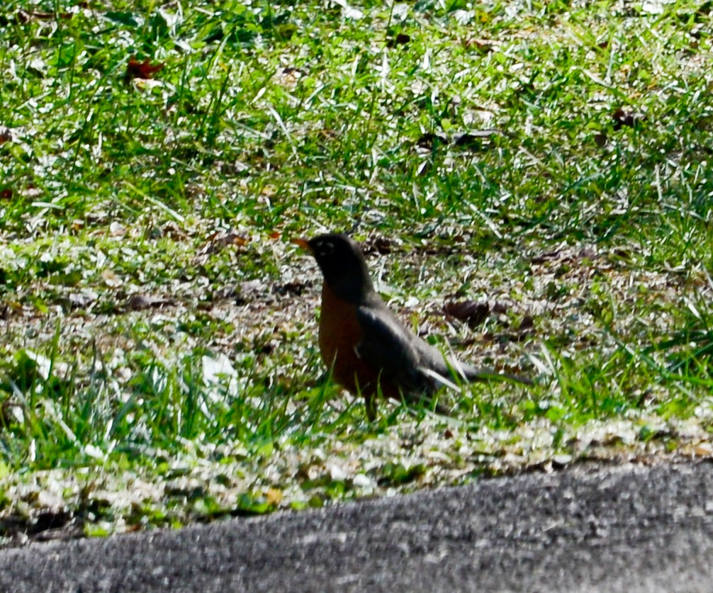 American Robin - ML23887951