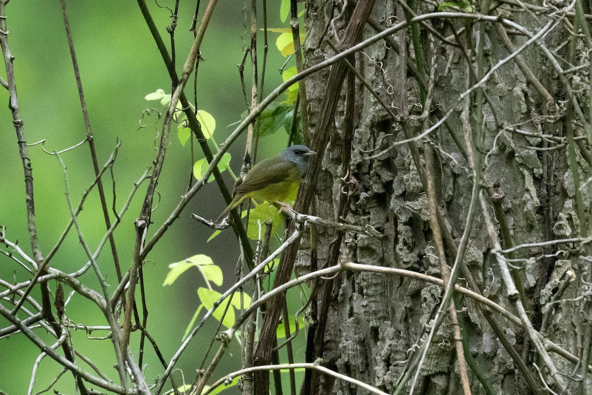 Mourning Warbler - ML238880031