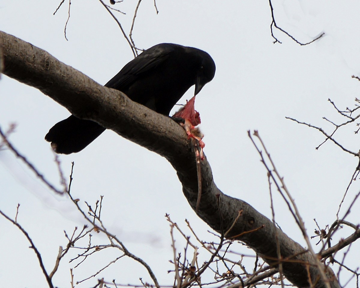 American Crow - ML238880261