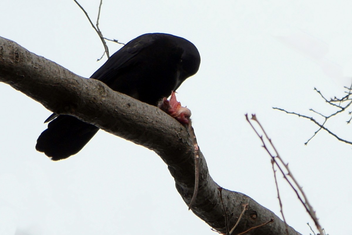 American Crow - ML238880281