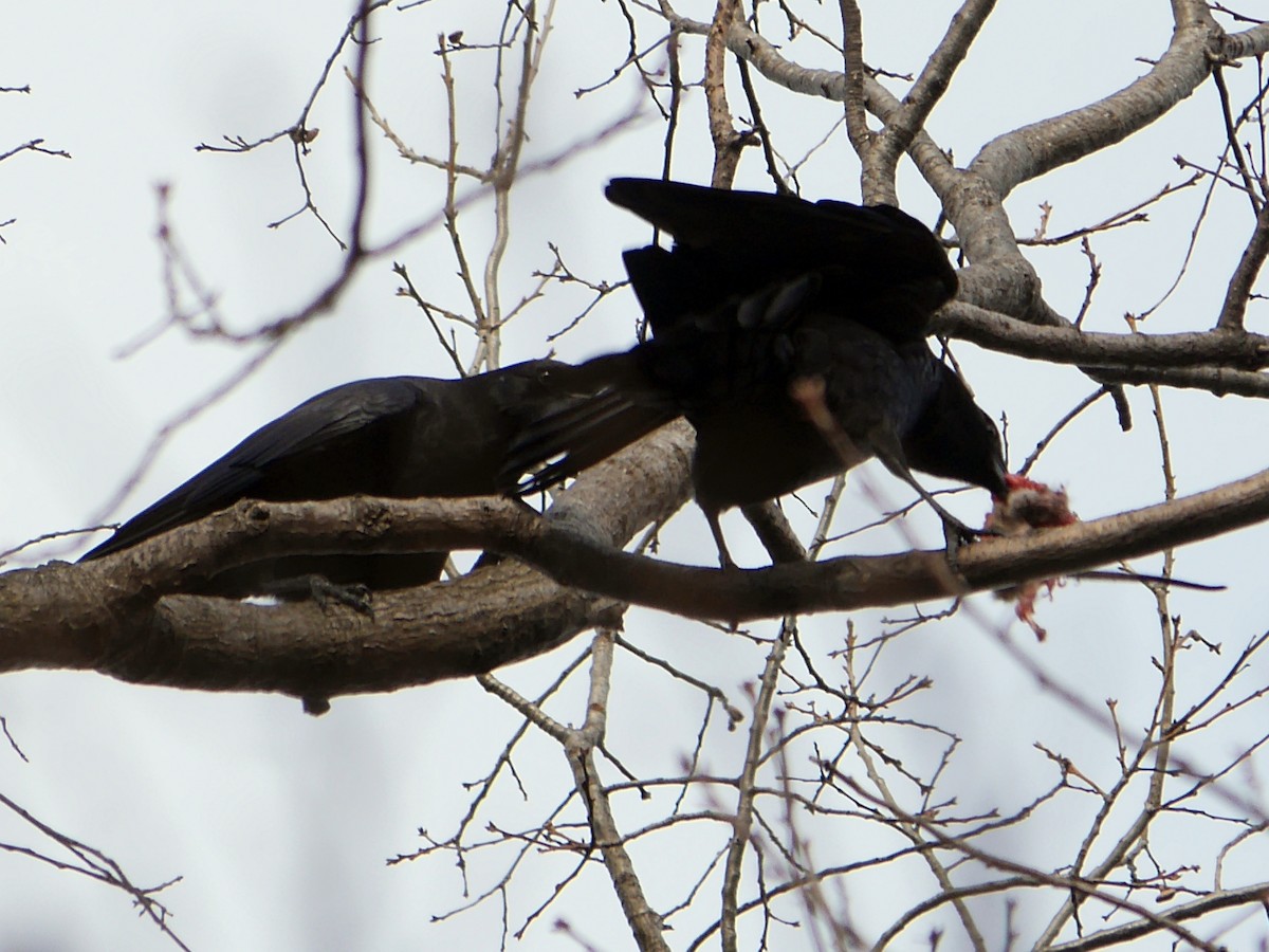 American Crow - ML238880341