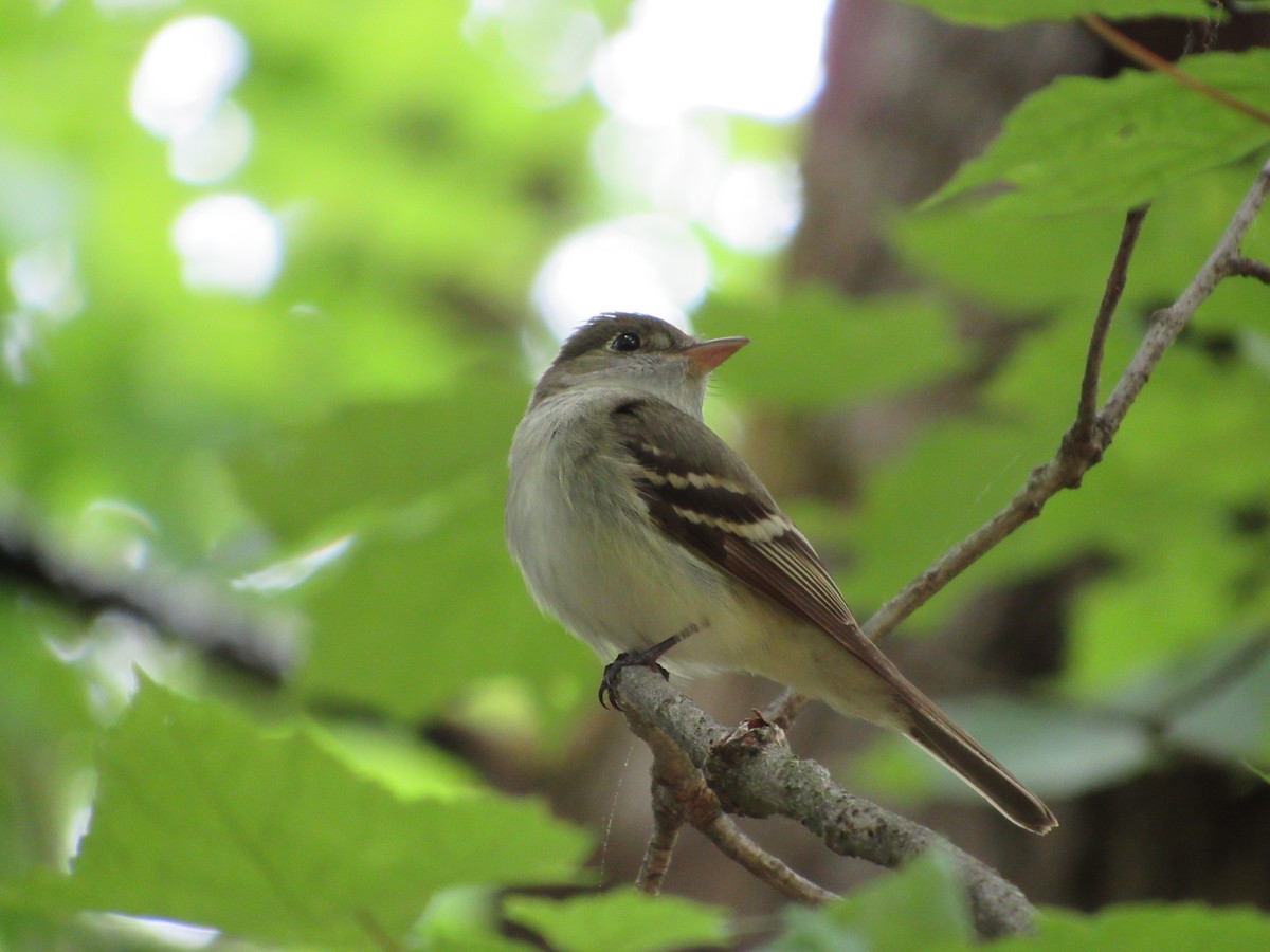 Acadian Flycatcher - ML238880781