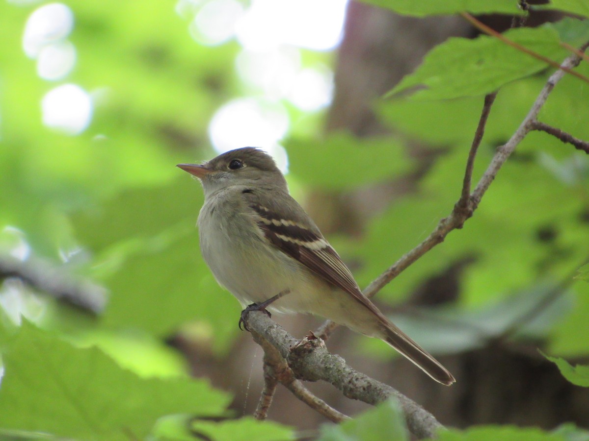 Acadian Flycatcher - ML238881671