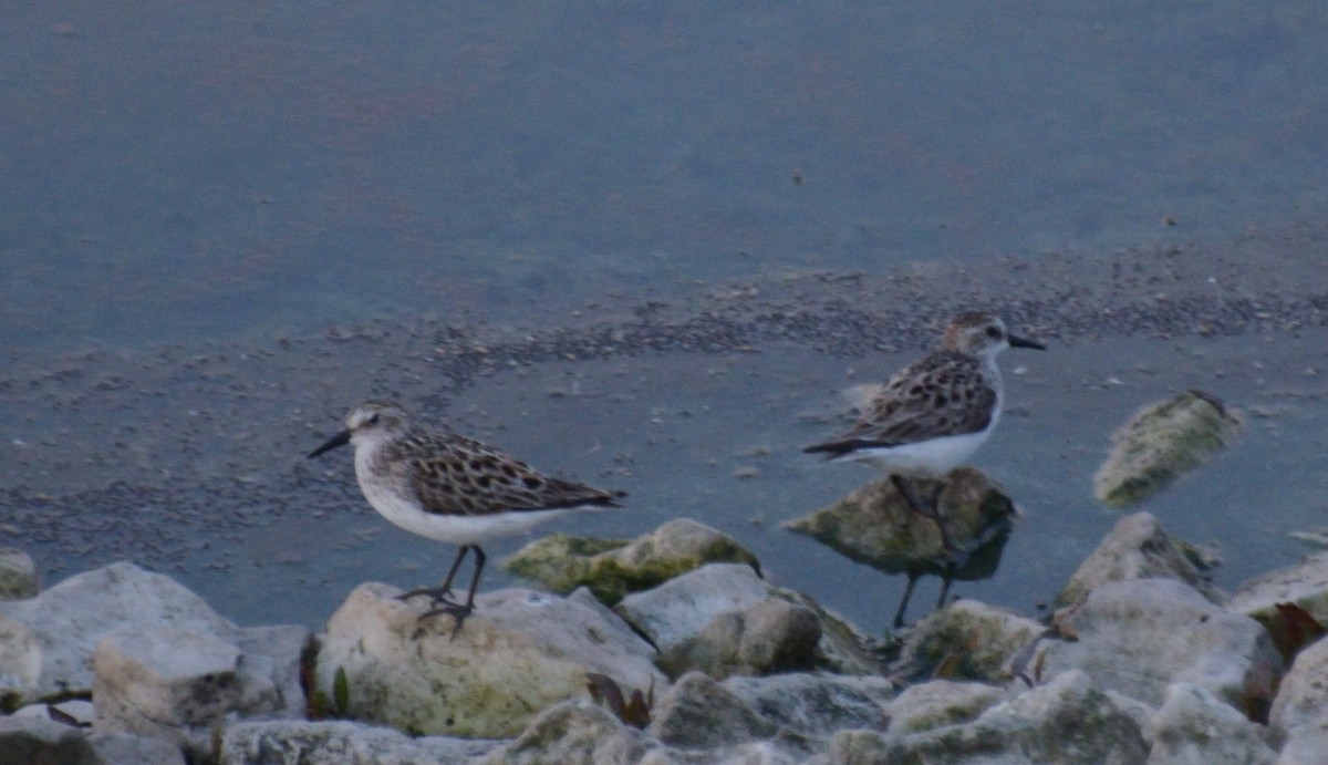 Semipalmated Sandpiper - ML238881931