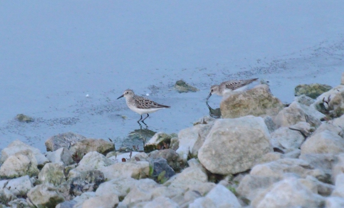 Semipalmated Sandpiper - ML238881941