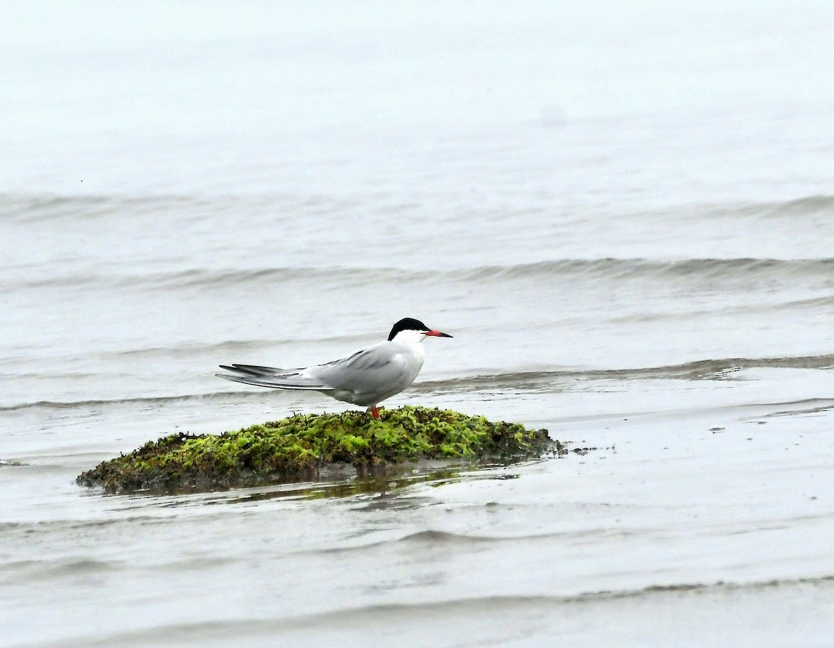 Forster's Tern - ML238882081