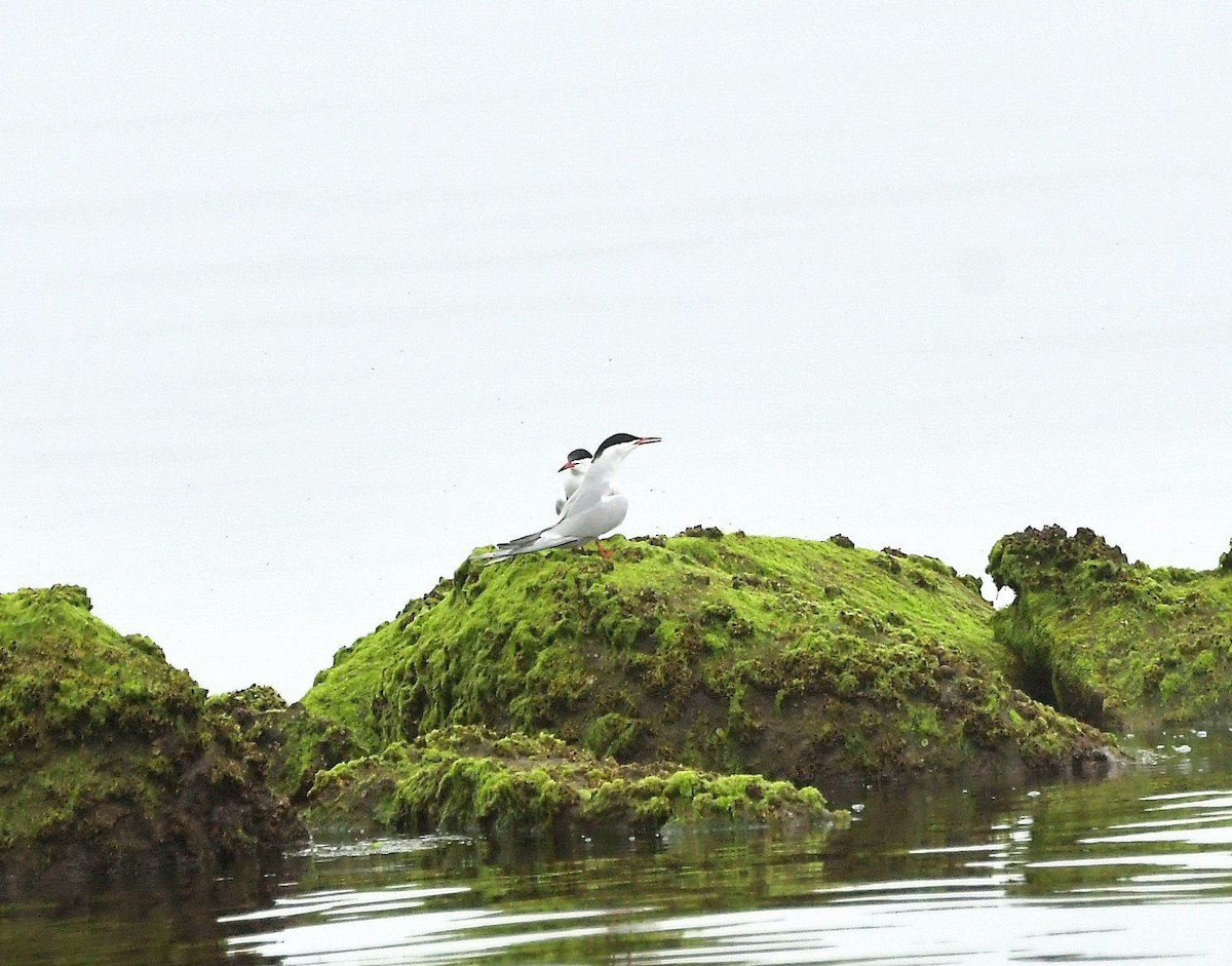 Forster's Tern - ML238882181