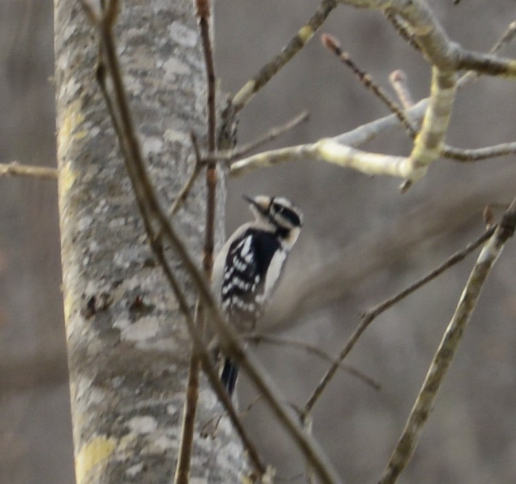 Downy Woodpecker - ML23888311