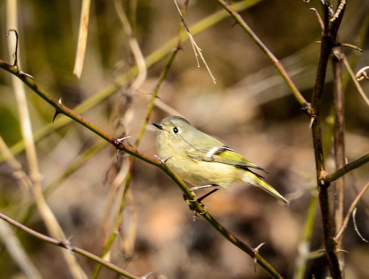 Ruby-crowned Kinglet - ML23888331