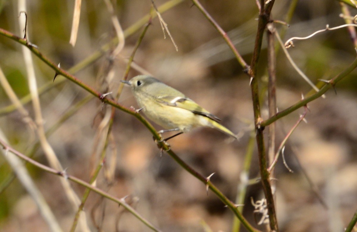 Ruby-crowned Kinglet - ML23888341