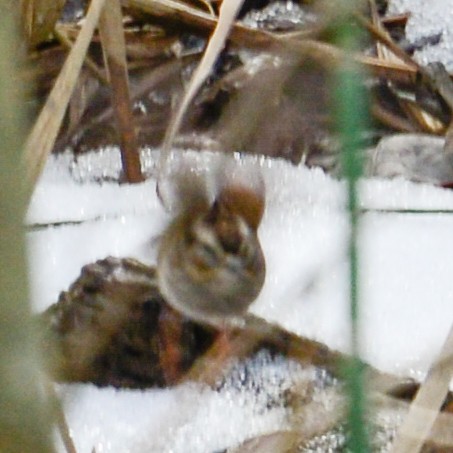 Swamp Sparrow - ML23888361