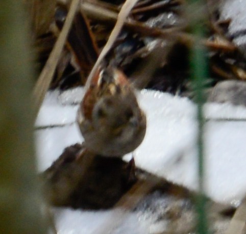 Swamp Sparrow - ML23888371