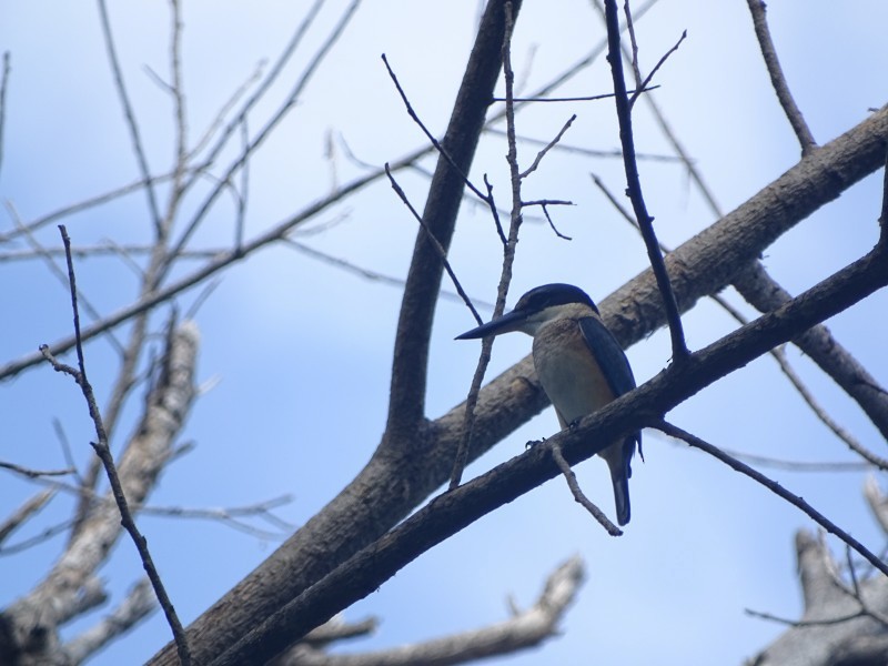 ledňáček posvátný (ssp. sanctus) - ML238883991